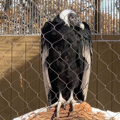 Diamentowa elastyczna siatka kablowa ze stali nierdzewnej Siatka zoo