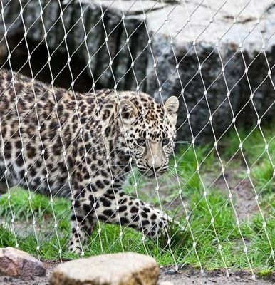 Siatka kablowa ze stali nierdzewnej 304, czerniona do woliery zoo
