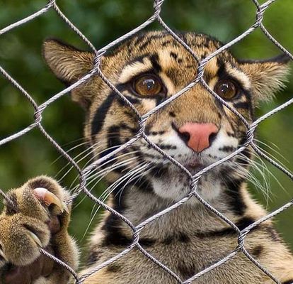 Diamentowa elastyczna siatka kablowa ze stali nierdzewnej Siatka zoo