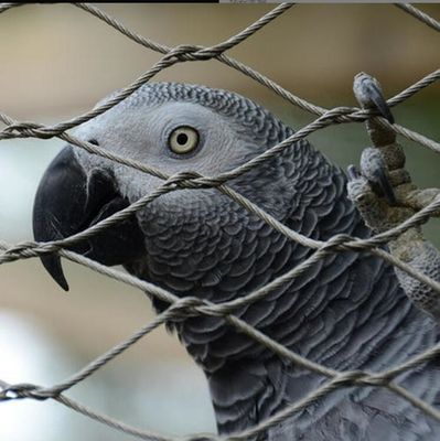 Odporna na promieniowanie UV siatka z liny stalowej nierdzewnej o długiej żywotności i nietoksycznych właściwościach do ogrodzeń w zoo i wolier dla ptaków