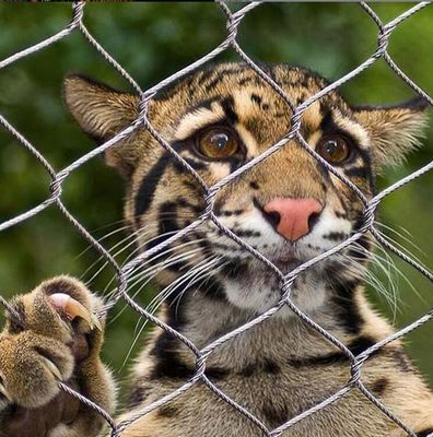 Włókno sieciowe ze stali nierdzewnej SS304/316 do ogrodów zoologicznych i balustrad