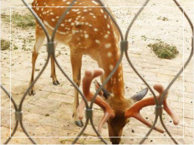 Ręcznie tkana elastyczna siatka linowa ze stali nierdzewnej z możliwością dostosowania wymiarów obramowania do balustrad i wybiegów w zoo