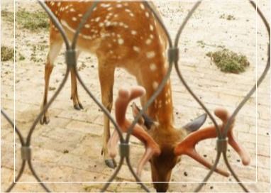 3mm sieć liny ze stali nierdzewnej 7x7 Tkanina do ogrodzenia lotniska zoo