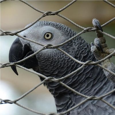 Wysokiej wytrzymałości wiązane linie ze stali nierdzewnej sieć drogowa do ogrodzenia ogrodów zoologicznych